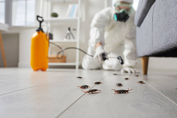 Trusted Termite Control service in Potomac Heights, MD - Nex Pest Control